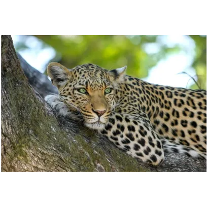 SUNTEX INTERNATIONAL SAFARIS LIMITED