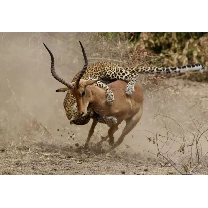 SUNTEX INTERNATIONAL SAFARIS LIMITED