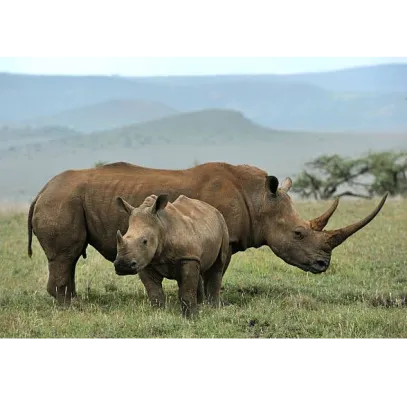 SUNTEX INTERNATIONAL SAFARIS LIMITED