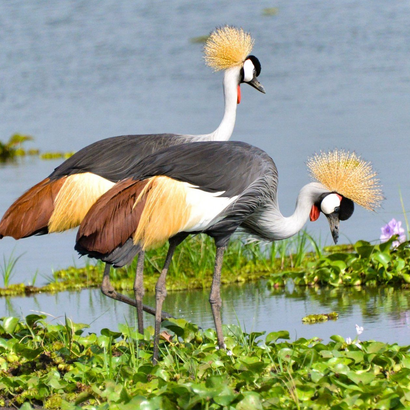 SUNTEX INTERNATIONAL SAFARIS LIMITED