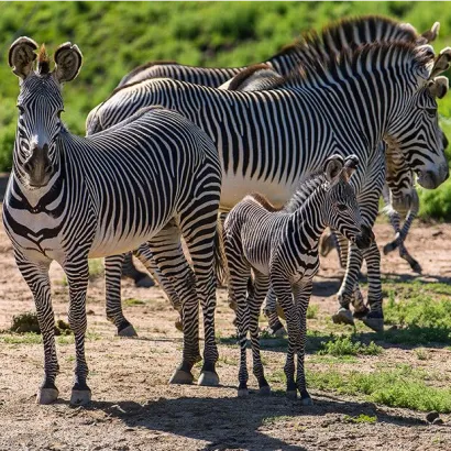 SUNTEX INTERNATIONAL SAFARIS LIMITED