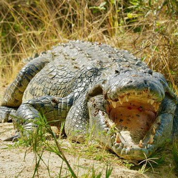 SUNTEX INTERNATIONAL SAFARIS LIMITED